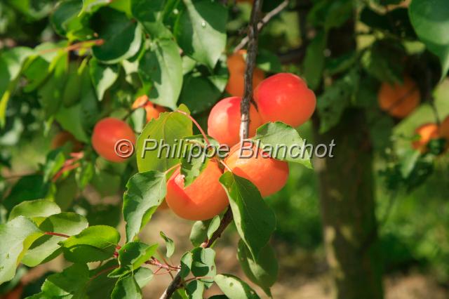 autriche durnstein 5.JPG - Abricots sur l'arbre, Prunus armeniacaVallée du Danube, Wachau, Basse-Autriche